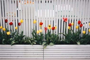 Newly installed picket fences of a mini garden of a residential property owner in Wollongong NSW.